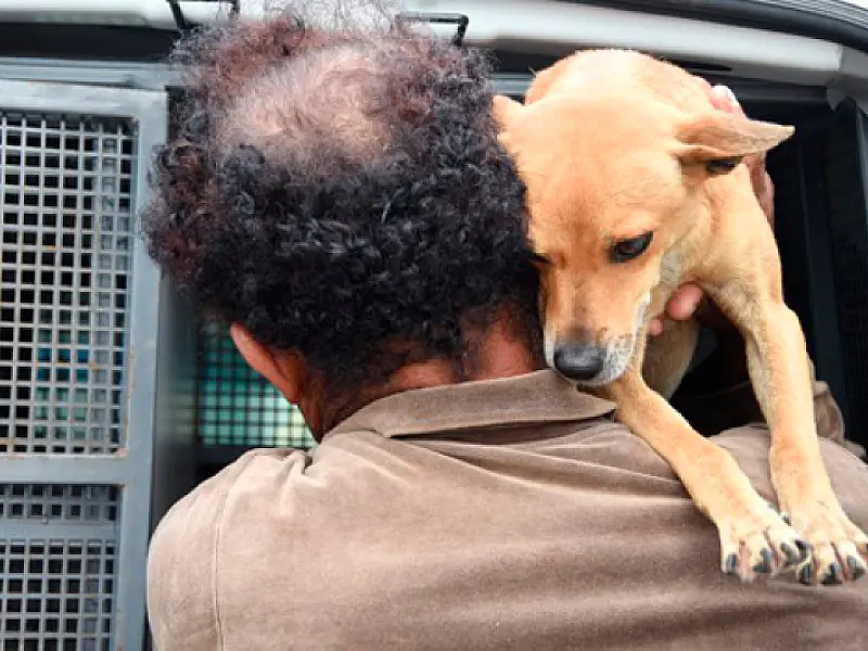 Saúde disponibiliza canal no Whatsapp para dúvidas sobre castração de cães e gatos