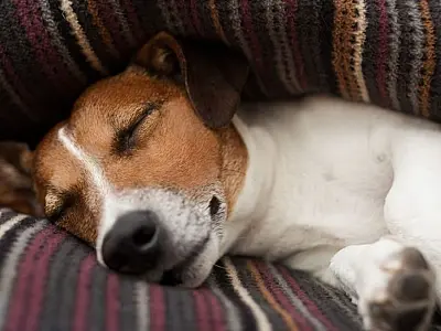 Governo proíbe uso de animais em testes para cosméticos e perfumes