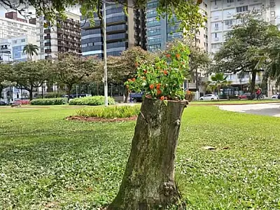 Árvores antes condenadas se transformam em vasos vivos em jardins de Santos