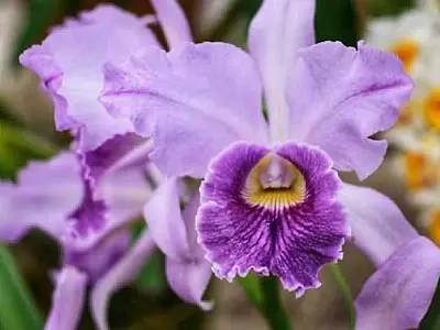 Guarujá recebe Festival de Orquídeas com mais de 4 mil espécies de plantas ornamentais