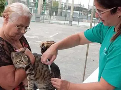 Santos realiza campanha de vacinação de gatos até o fim de março