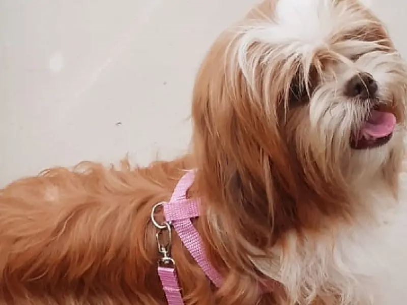 Cachorrinha da raça Shitzu desaparece em Praia Grande e família pede ajuda para encontrá-la