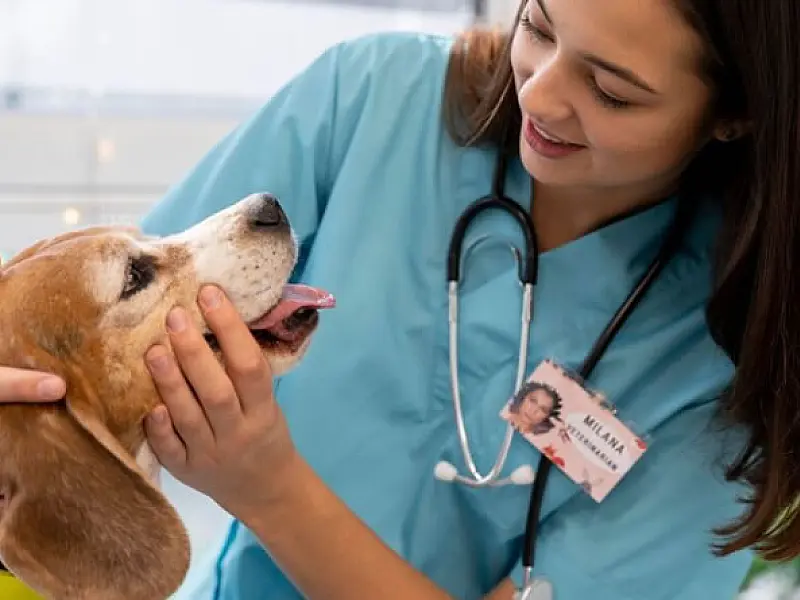 Programas habitacionais de Cubatão garantem inclusão e bem-estar de animais de estimação