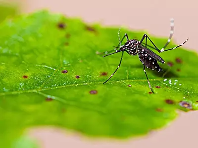 Casos graves de dengue podem causar hepatite e insuficiência renal