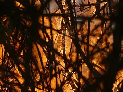 Entenda o Plano de Transformação Ecológica lançado na COP28