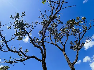 Alertas de desmatamento batem recorde no Cerrado