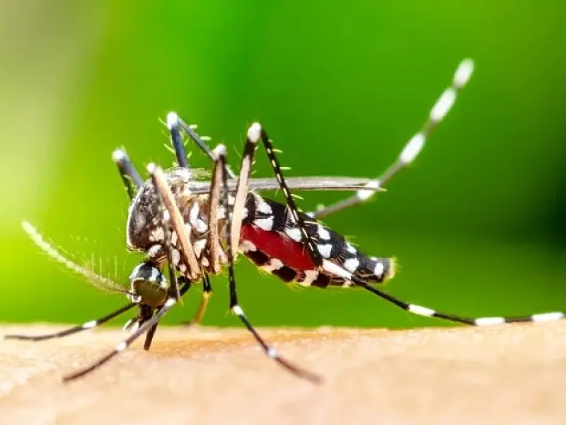 Pediatra ensina como proteger as crianças do mosquito da dengue