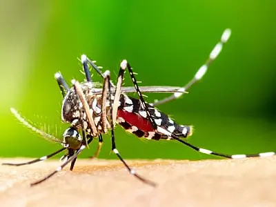 Pediatra ensina como proteger as crianças do mosquito da dengue