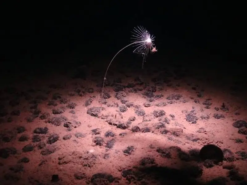 Por que a mineração do fundo do mar se tornou a nova 'corrida do ouro'