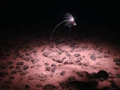 Por que a mineração do fundo do mar se tornou a nova 'corrida do ouro'