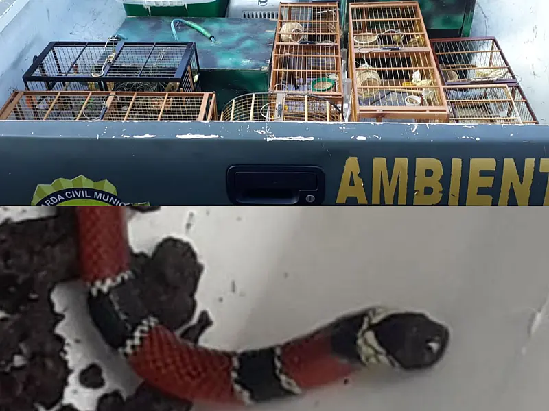 GCM Ambiental resgata oito pássaros ilegais, no Catiapoã, e uma cobra, no Samaritá