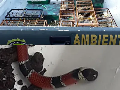 GCM Ambiental resgata oito pássaros ilegais, no Catiapoã, e uma cobra, no Samaritá