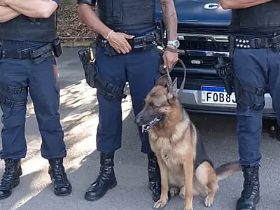 Cão da Guarda Civil Municipal de Praia Grande/SP fareja droga em veículo durante blitz
