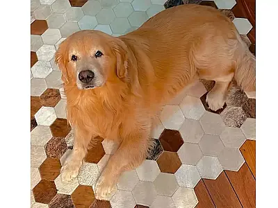 Câmara aprova projeto que obriga aéreas a rastrear transporte de pets
