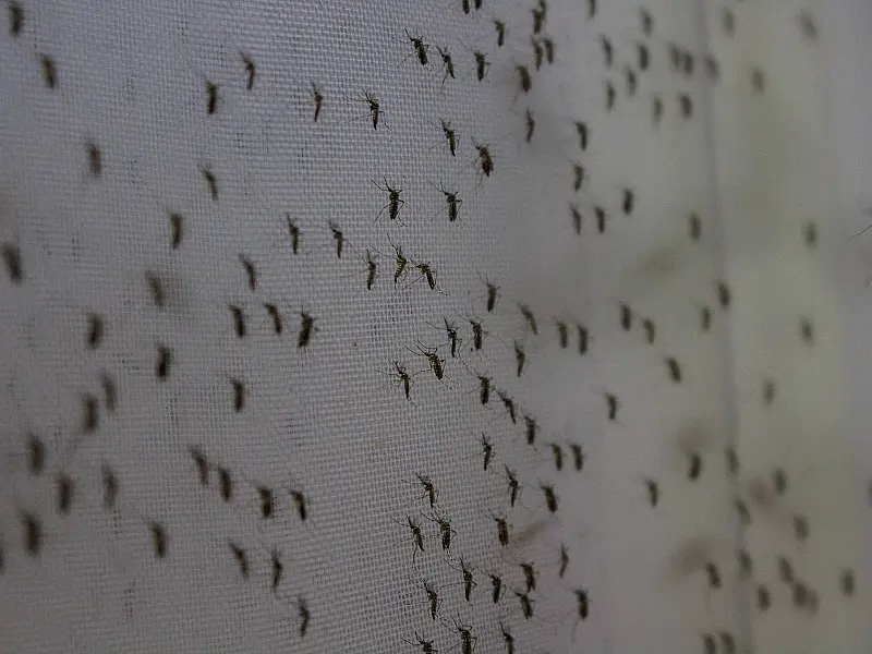 Saúde anuncia centro de emergência para conter epidemia de dengue