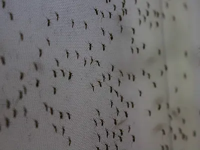 Saúde anuncia centro de emergência para conter epidemia de dengue
