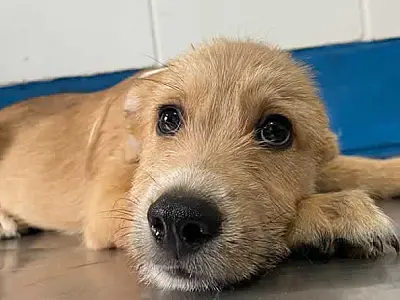 Não compre, adote! 135 pets do CCZ de Bertioga esperam por um novo lar