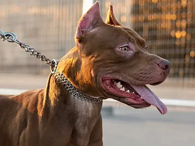 Mongaguá adota regras de circulação em vias de cães considerados "violentos e perigosos"