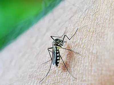 Diabetes e dengue: o que é preciso saber para evitar complicações