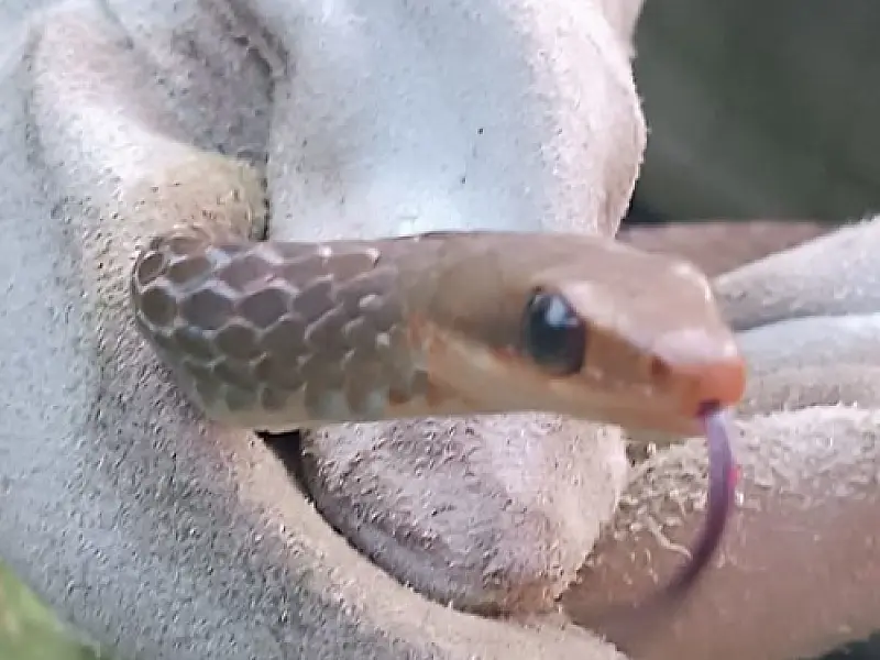 Grupamento de Defesa Ambiental captura cobra escondida em motor de carro