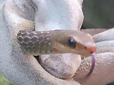 Grupamento de Defesa Ambiental captura cobra escondida em motor de carro