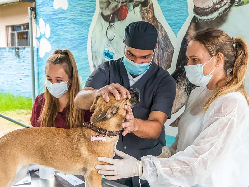 Castramóvel realiza atendimento de cães e gatos na região do Centro até o fim do mês