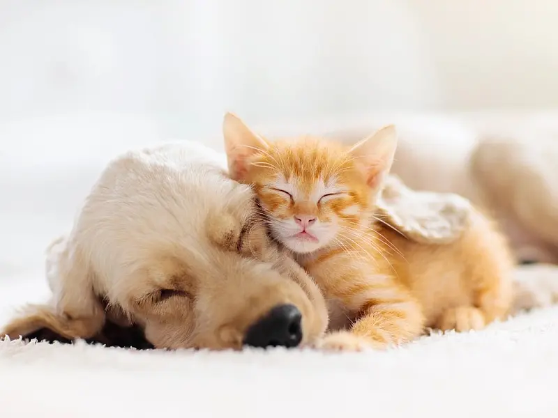 Saúde do seu animal de estimação: Como reconhecer os sinais da ansiedade e o que fazer?