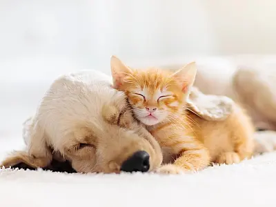 Saúde do seu animal de estimação: Como reconhecer os sinais da ansiedade e o que fazer?