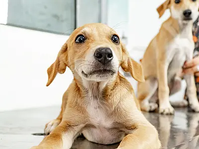 Mais de 160 pets estão em busca de um lar definitivo em Bertioga
