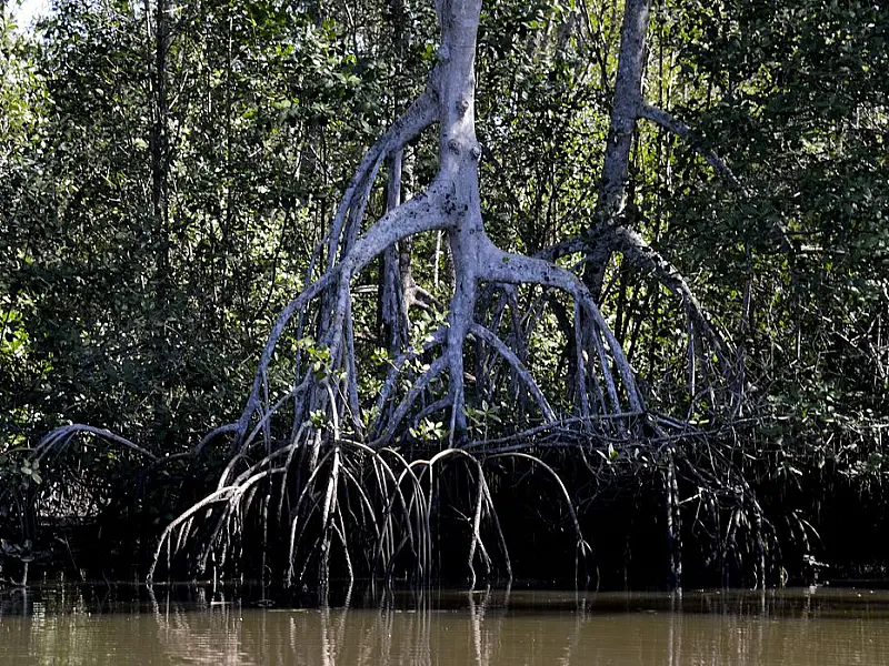 Manguezais evitam absorção de carbono pela atmosfera, apontam estudos