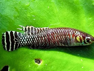 UFRRJ: pesquisadores acham novos locais de peixes das nuvens