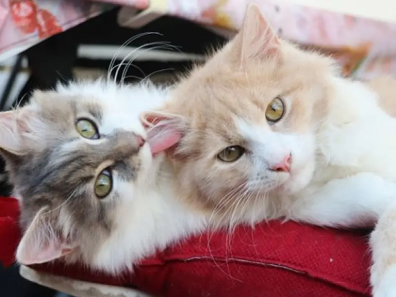 Como prevenir e cuidar da leucemia felina, doença que pode ser fatal para gatos