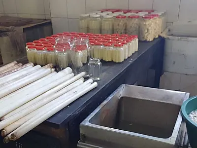 PM Ambiental aprende mais de 600 kg de palmito e apreende duas armas