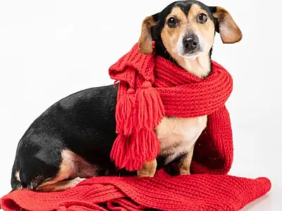 Cubatão inicia 'Campanha do Agasalho Pet' em 20 de junho