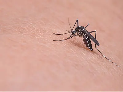 Casos de dengue na cidade de São Paulo disparam e são os maiores em 7 anos