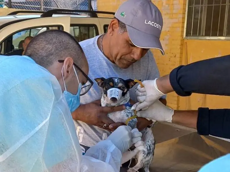 Santos realiza coleta de sangue em cães para controle da leishmaniose