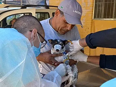 Santos realiza coleta de sangue em cães para controle da leishmaniose