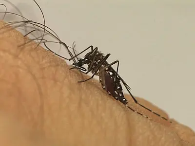 Dengue dispara no Brasil e governo Lula anuncia centro de emergência