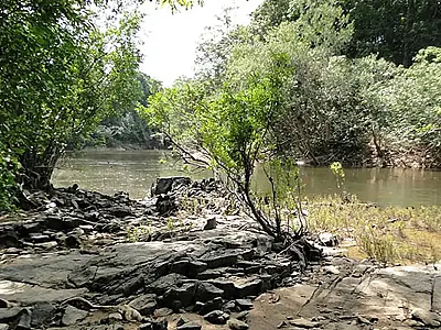 Governo lança edital para concessão da Flona do Jatuarana, no Amazonas