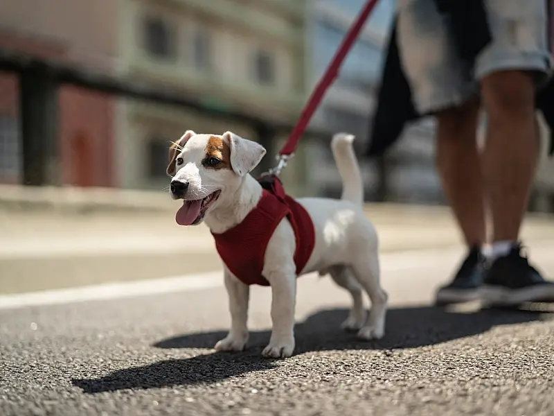 Cães podem motivar tutores a adotarem um estilo de vida mais ativo