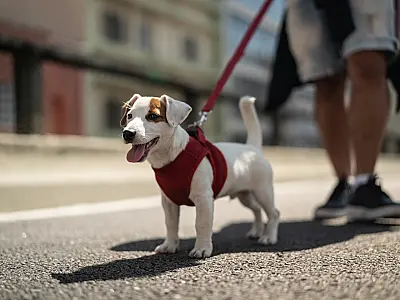 Cães podem motivar tutores a adotarem um estilo de vida mais ativo