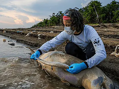 Mais duas carcaças de botos são encontradas no Lago Tefé, no Amazonas