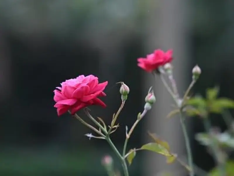 Cores e aromas da primavera são convite para passeio no Jardim Botânico, em Santos