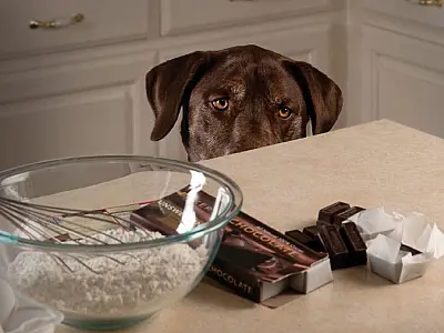 Sem chocolate: Veterinária explica os cuidados com o seu Pet na Páscoa
