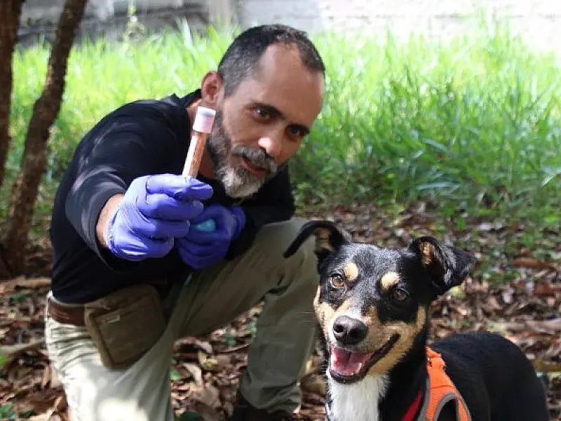 'Vira-lata' que detecta sangue humano se torna o 2° cão perito da Polícia Científica de SP