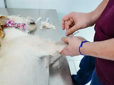 Prefeitura de Mongaguá realiza ação gratuita de castração de animais e prevê novos mutirões