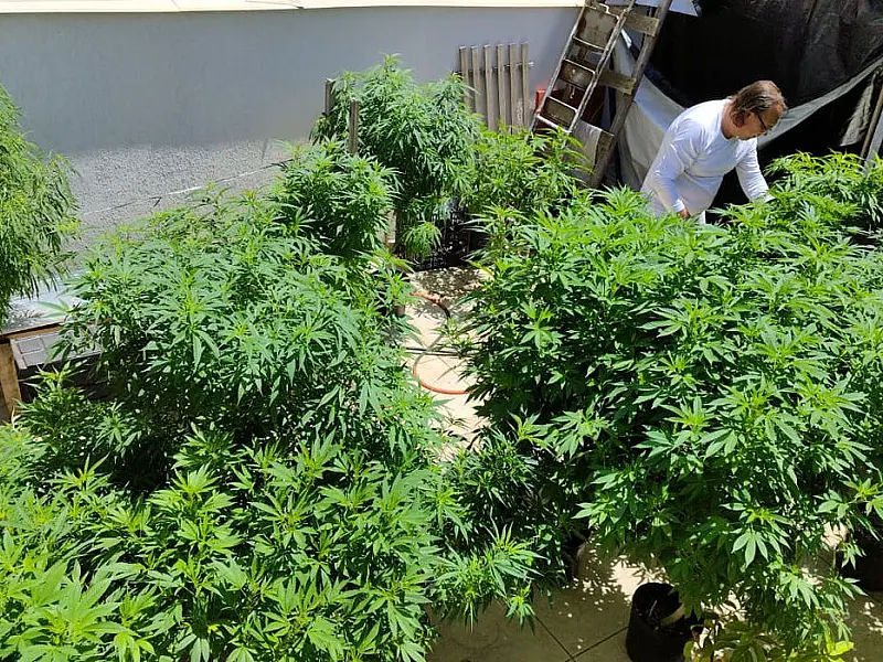 Especialistas discutem formas de melhorar acesso à cannabis medicinal