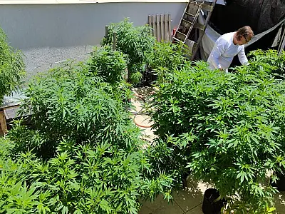 Especialistas discutem formas de melhorar acesso à cannabis medicinal