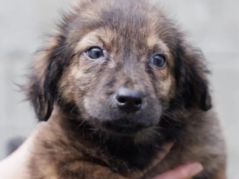 Projeto "Adote um Amigo" incentiva a adoção de animais em Cubatão