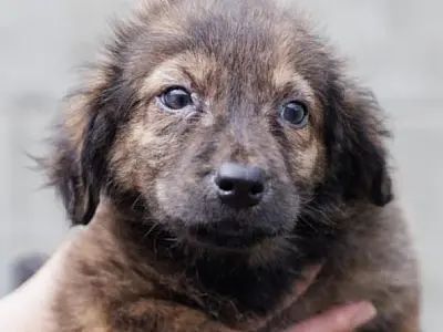 Projeto "Adote um Amigo" incentiva a adoção de animais em Cubatão